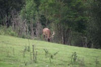 /album/zoo-ke/zoo-ke-jelen-02jpg-jpg/